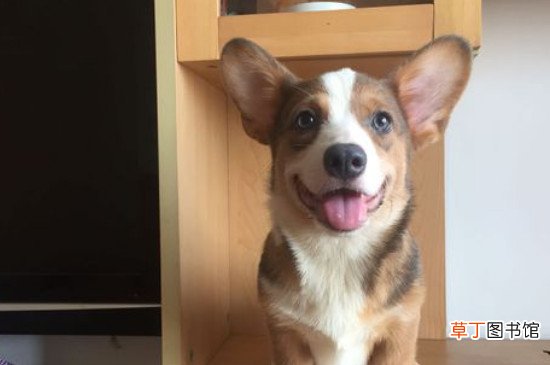 柯基犬貂色值钱吗