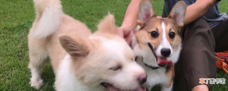 柯基犬貂色值钱吗
