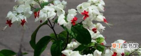 龙吐珠花适合卧室放吗 龙吐珠花适不适合卧室放