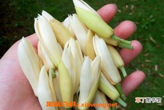 白兰花泡水的功效 白兰花如何泡水