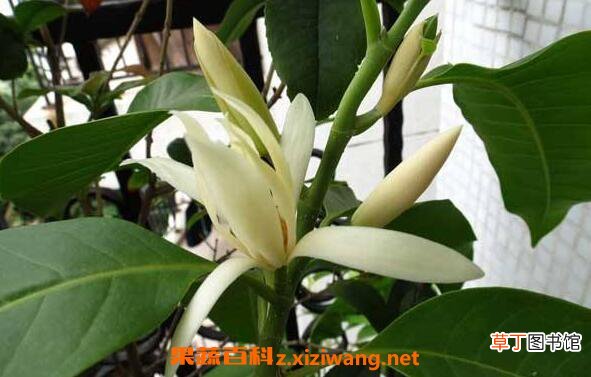 白兰花泡水的功效 白兰花如何泡水