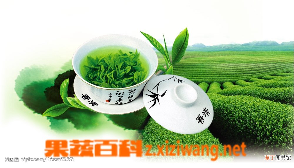 孕妇可以喝绿茶吗