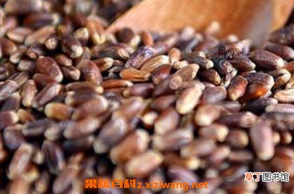 黑燕麦和白燕麦的区别 燕麦的功效