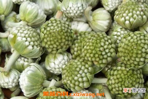 绿萝花的功效与作用 绿萝花的药用价值有哪些