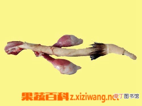鹿鞭的功效与作用及食用方法