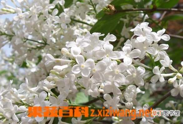 丁香的功效与作用