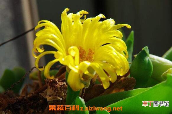 佛手花的功效与作用 佛手花的药用价值