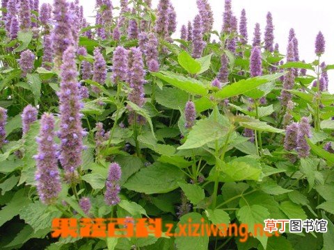 藿香的功效与作用