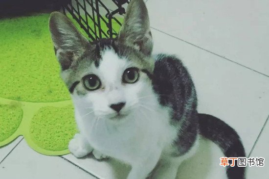 小猫感冒了怎么办用最简单的方法