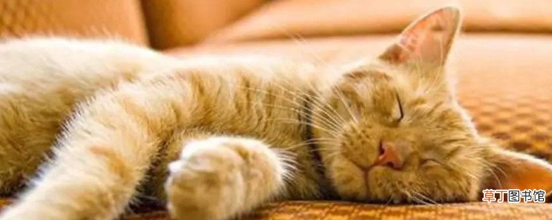 小猫感冒了怎么办用最简单的方法