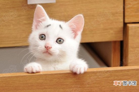 小猫感冒了怎么办用最简单的方法