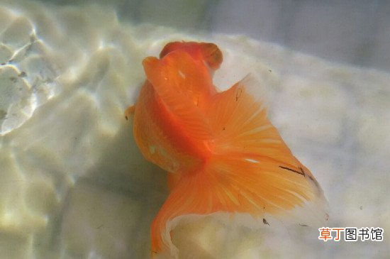 治疗鱼掉鳞的方法