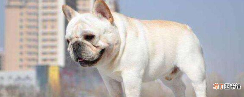 法斗犬的饲养方法