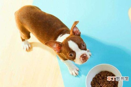 法斗犬的饲养方法