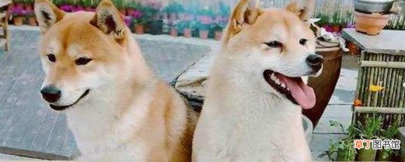 柴犬怎么训练,有什么方法?