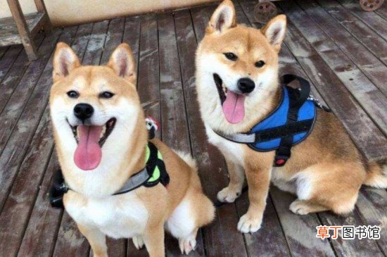 柴犬怎么训练,有什么方法?