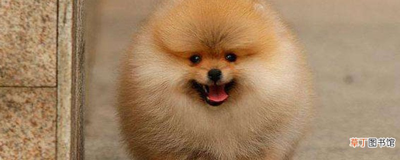 博美犬怎么养方法