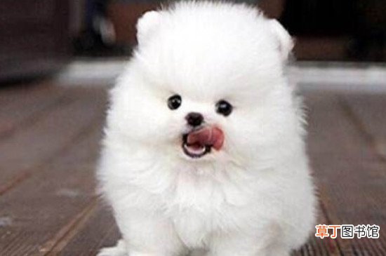 博美犬怎么养方法