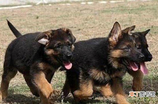 德牧怎么喂养方法