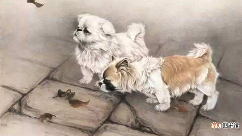 属鸡和属狗的婚姻合不合