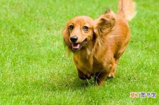 腊肠犬怎么训练?训练腊肠犬的方法