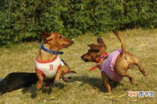 腊肠犬怎么训练?训练腊肠犬的方法