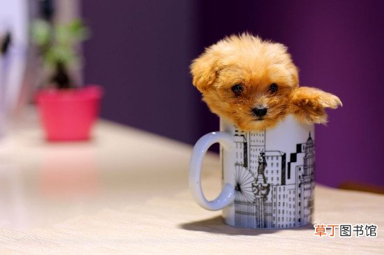 茶杯犬怎么养方法