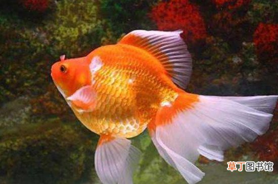 上过滤鱼缸最佳过滤方法