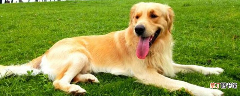 金毛怎么养?金毛犬的饲养方法