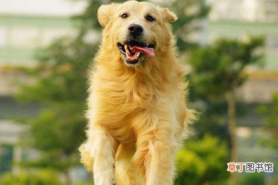 金毛怎么养?金毛犬的饲养方法