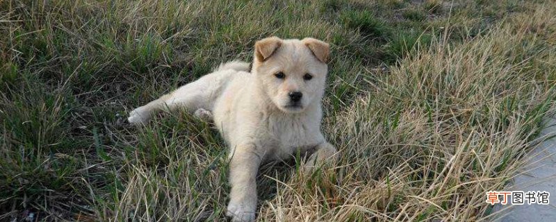 中华田园犬训练方法