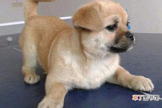 中华田园犬训练方法