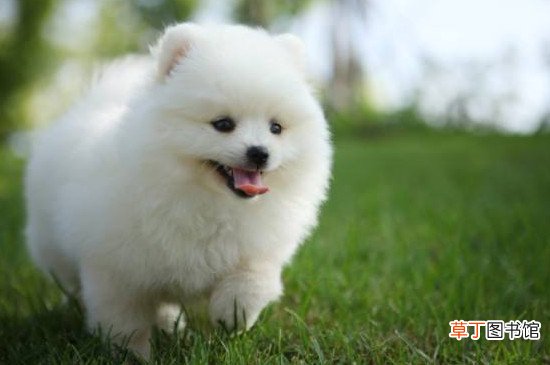 德国狐狸犬饲养方法