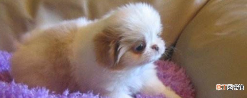 德国狐狸犬饲养方法