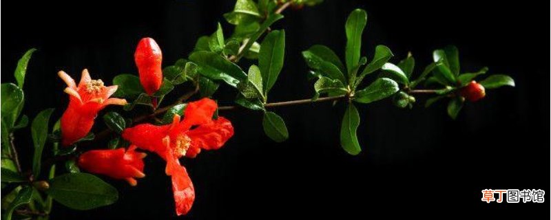 赤花症是什么意思-生活百科知识