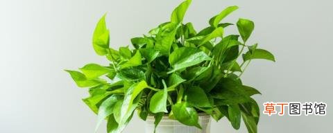 绿萝可以放卧室里养吗 绿萝放在卧室养可以吗
