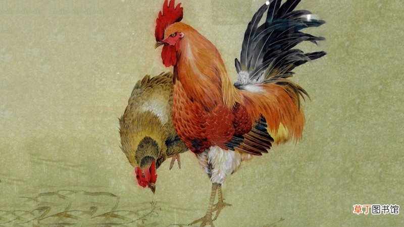 鸡和鼠合不合