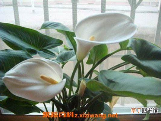 盆栽马蹄莲如何种植 盆栽马蹄莲的养殖方法