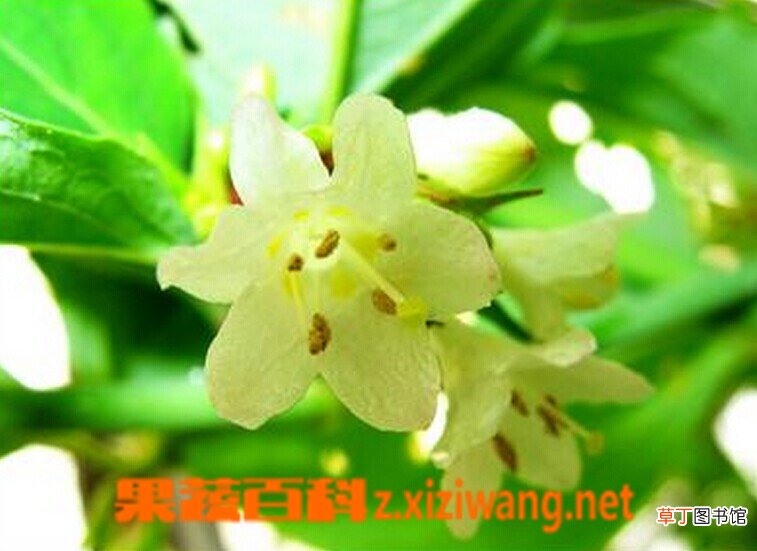 狭萼风吹箫的功效与作用