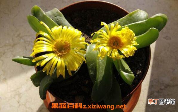 佛手花如何养 佛手花的家庭养殖方法