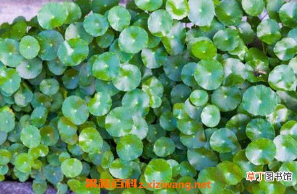 金钱草的副作用及禁忌 养殖金钱草的好处