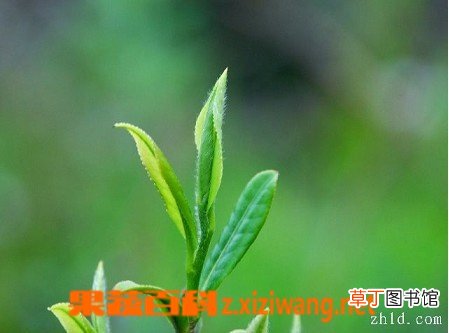 毛尖茶