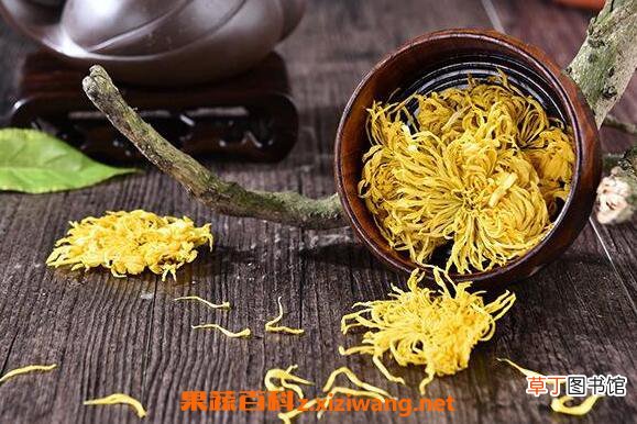 金丝皇菊的功效与作用 金丝皇菊的食用方法