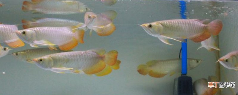 龙鱼翻肚抢救方法