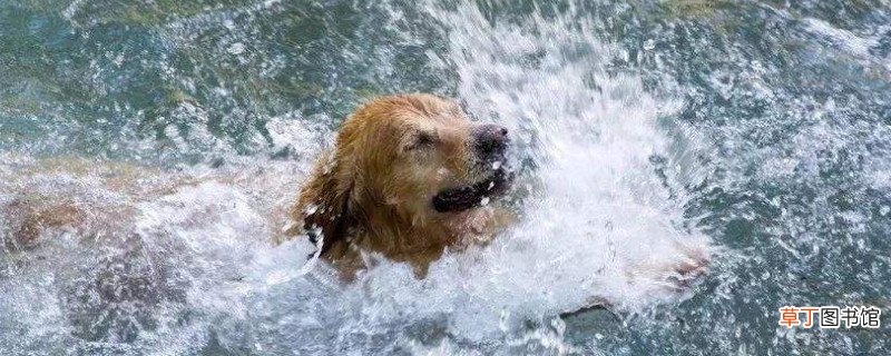 狗狗内出血的判断方法