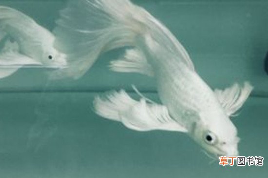 蝴蝶锦鲤的饲养方法及注意事项