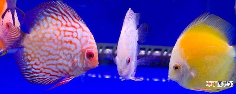 七彩神仙鱼换水方法