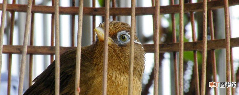 画眉鸟饲养方法