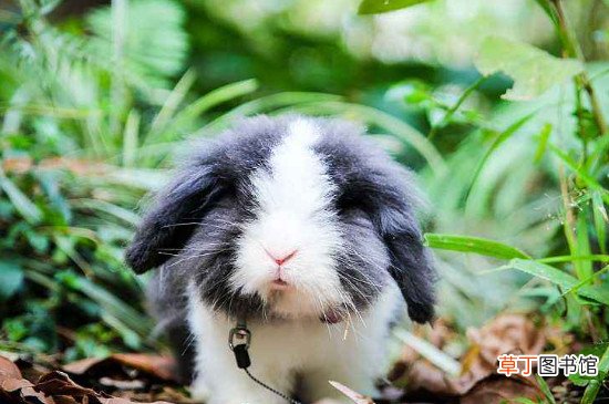 垂耳兔的饲养方法