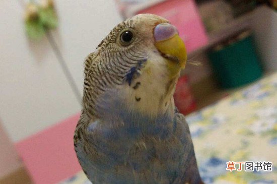 虎皮鹦鹉的饲养方法